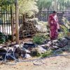 Home gardening program implemented in the office premises